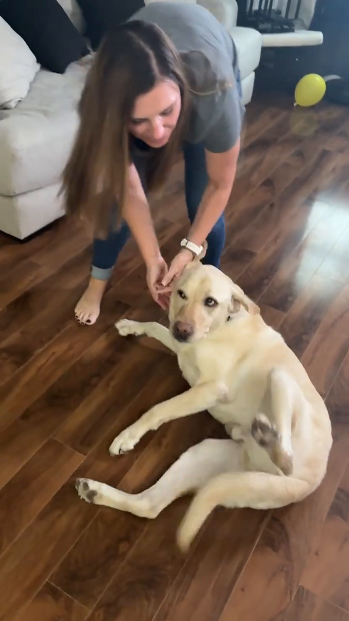 Pet